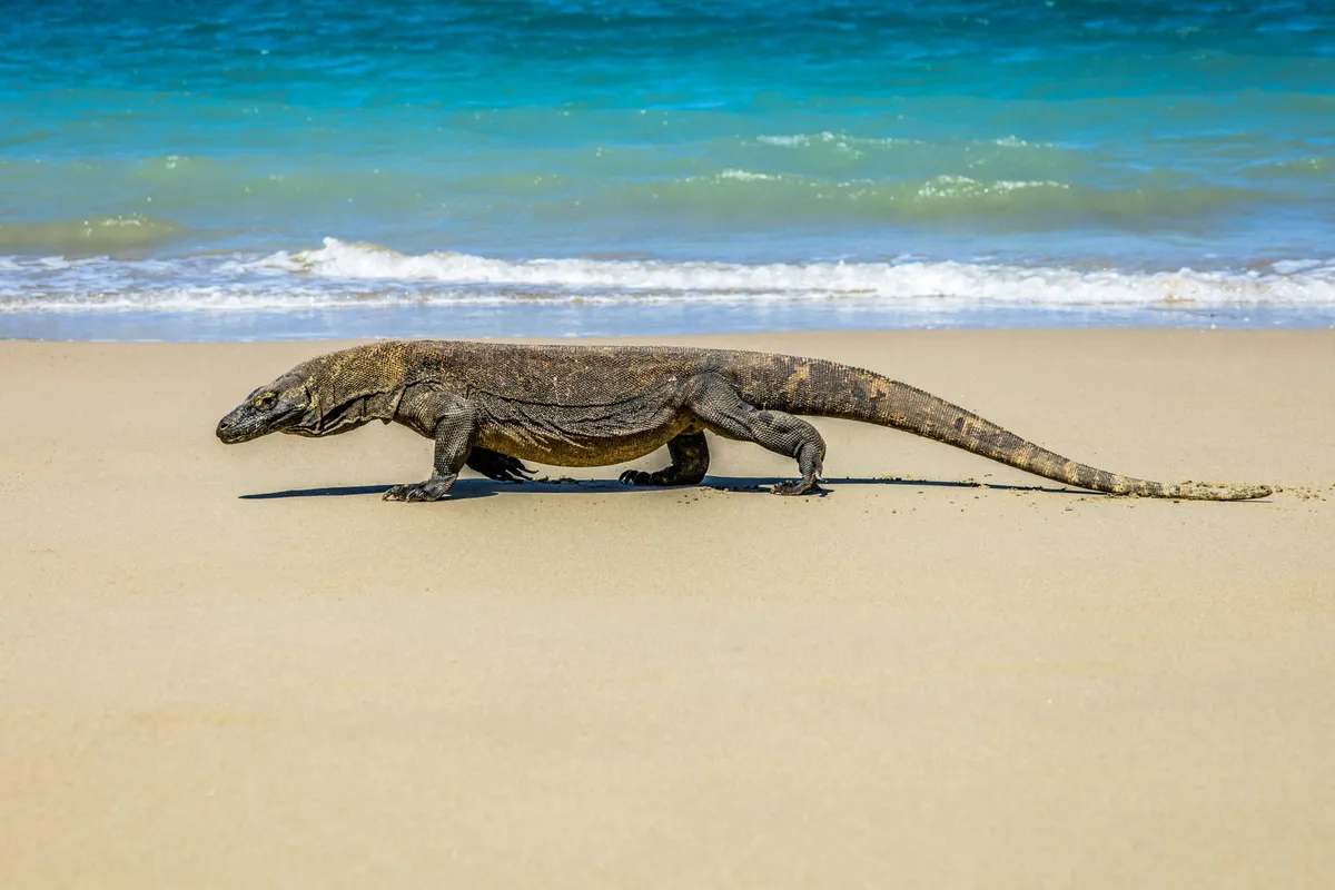 Komodo National Park, Indonesia