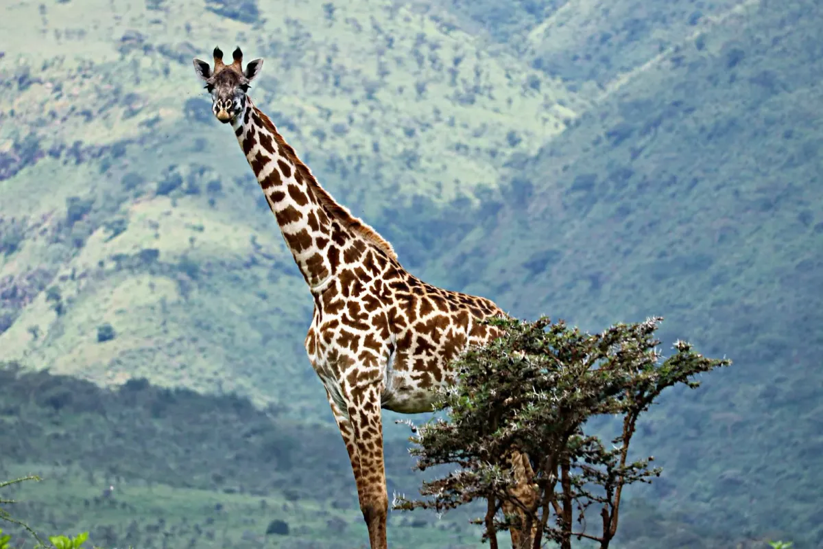 Serengeti, Africa